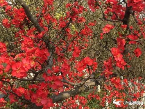 最是海棠绽放时,海棠盛开时节的美丽画卷