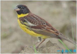 危枝雀,挑战极限的鸟类生存传奇